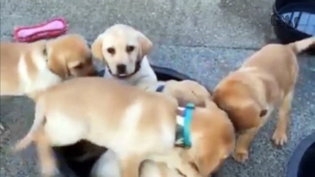 Adorable moment: Labrador puppies squash themselves into single bucket