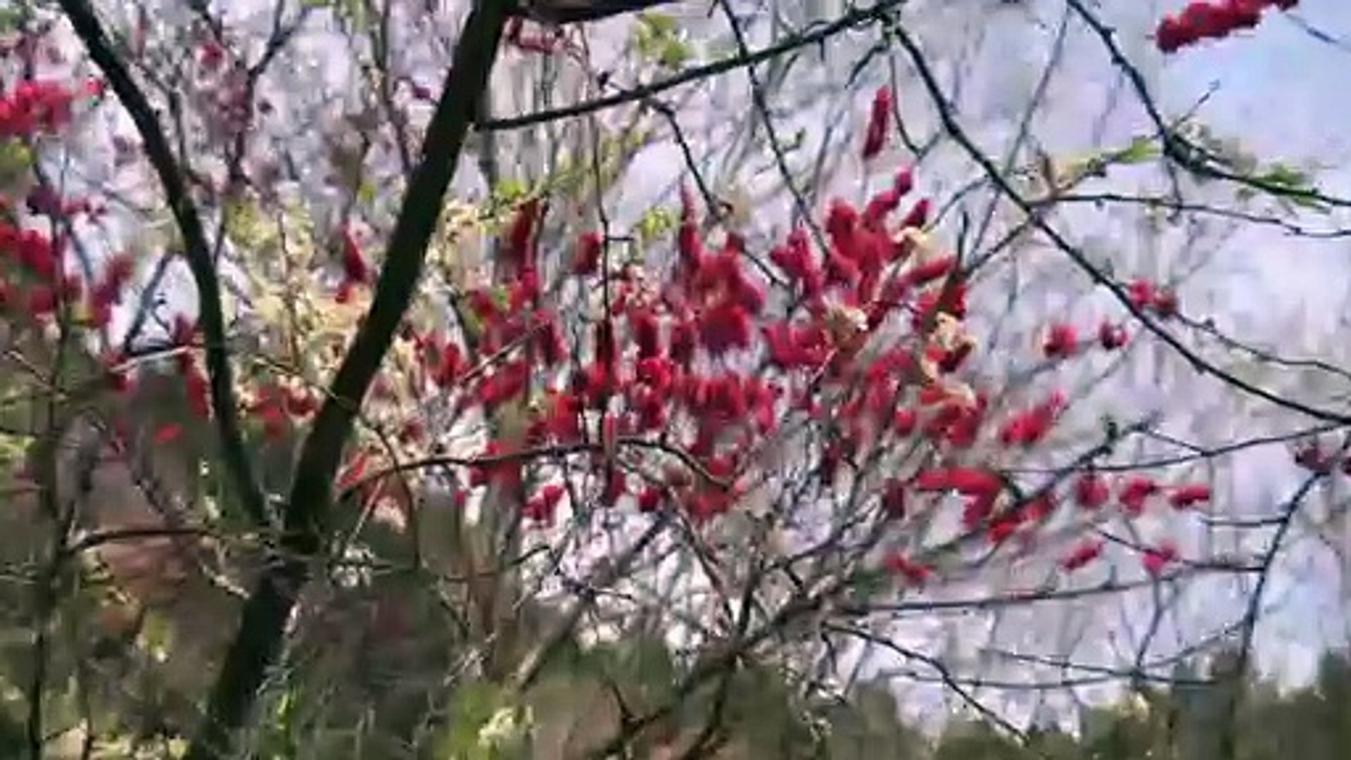 【絶版】花のあとさき～あのときムツさんにきいたこと～ 山あいの段々畑に花を植え続 花のあとさき ～あのときムツさんにきいたこと～ - 徳間書店