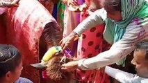 उत्‍तर प्रदेश के इस गांव में भैंस के बच्‍चे का हुआ मुंडन