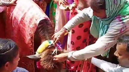 उत्‍तर प्रदेश के इस गांव में भैंस के बच्‍चे का हुआ मुंडन