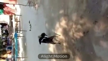 What an amazing dog and hen fight you should see them