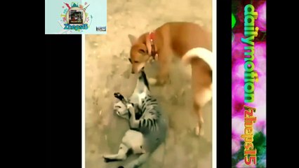 Cats lover funny cats
