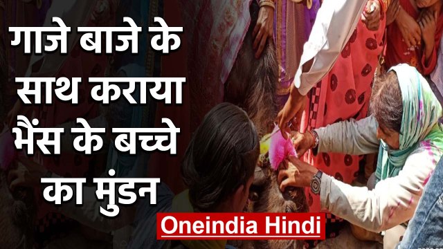 Uttar Pradesh के Fatehpur में बैंड बाजे के साथ हुआ Buffalo Baby का मुंडन | वनइंडिया हिंदी
