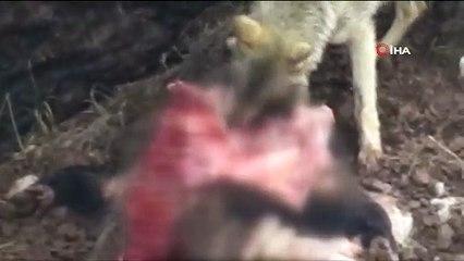Tunceli’de kurtlar, karnını doyururken böyle görüntülendi