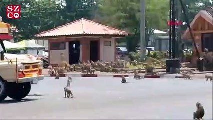 Tayland'da koronavirüs yüzünden boşalan sokakları maymunlar bastı