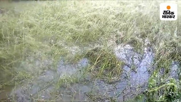 यूपी के कई जिलों में ओले गिरने से खेतों में खड़ी फसलों को भारी नुकसान; मुआवजे की आस में किसान