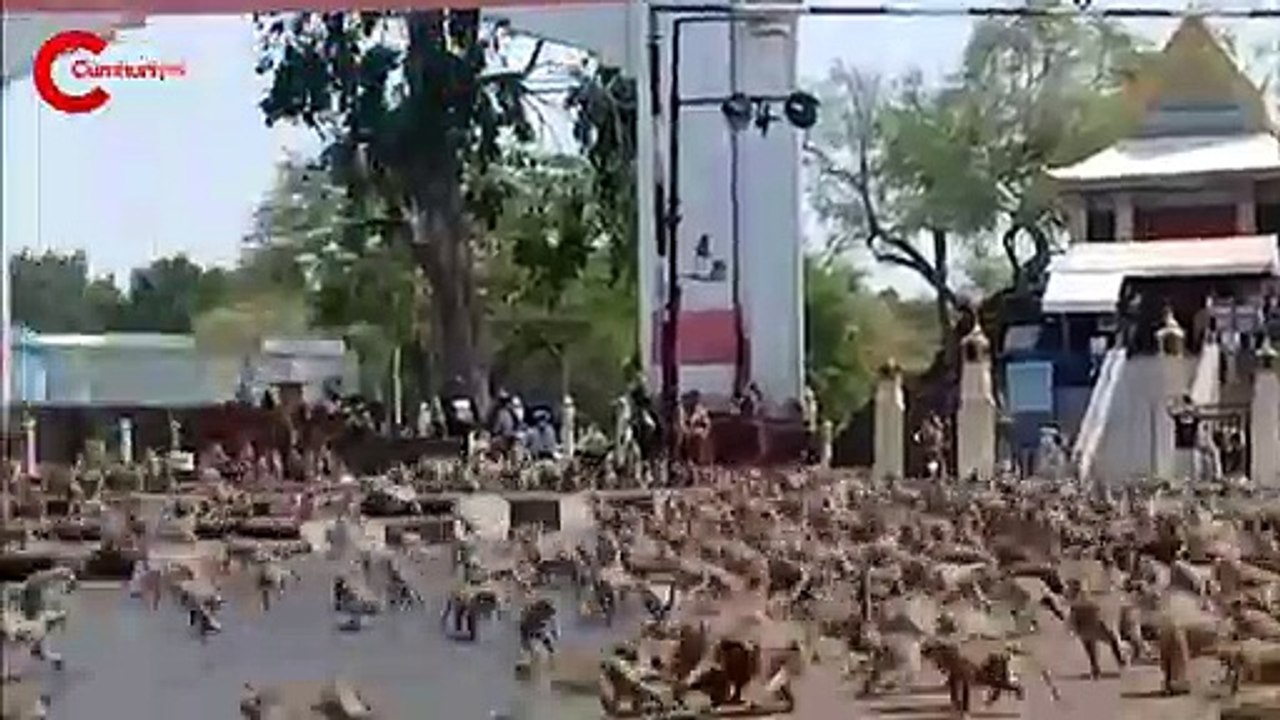 Koronavirüs maymunları da vurdu