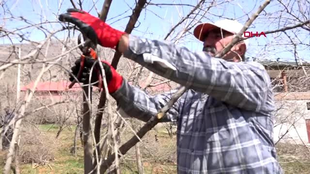 Bitlis'te ağaç budama sezonu başladı