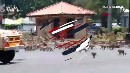 İnsanlar eve kapanınca sokaklar maymunların oldu