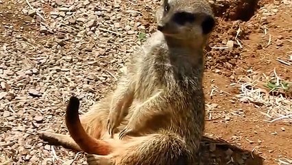 Un suricate lutte contre le sommeil