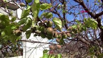 MERSİN Silifke'de kayısı ağaçları meyve verdi