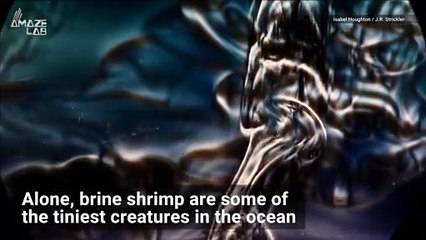 Swarms of Tiny Sea 'Insects' Create Ocean Currents, Researchers Find