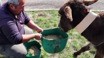 Sürücünün ölüme terk ettiği eşek tedavi altına alındı