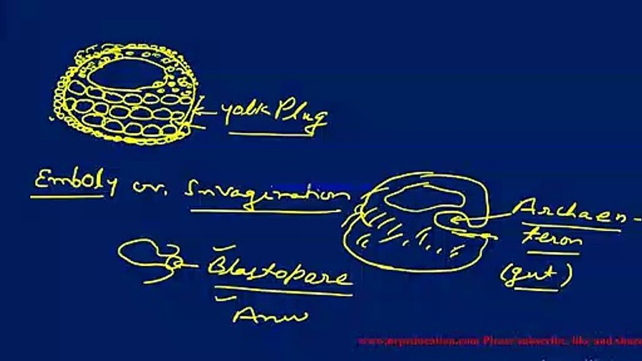 Gastrulation in frog.for Class XII Students...