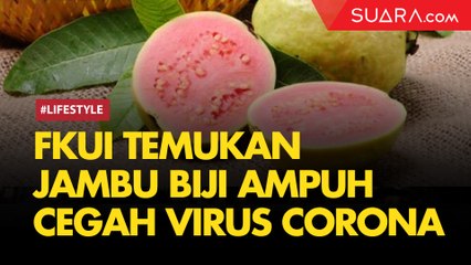 FKUI Temukan Jambu Biji Ampuh Cegah Virus Corona, Tapi Bukan Covid-19