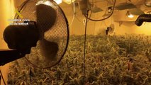 Un detenido e incautadas 1.574 plantas de marihuana en un domicilio de Jadraque