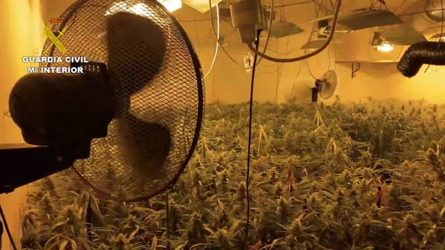 Un detenido e incautadas 1.574 plantas de marihuana en un domicilio de Jadraque