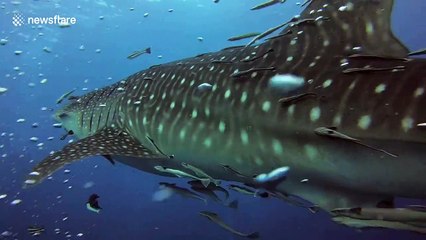 Divers in Thailand encounter giant whale shark by surprise