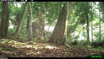Group of Western Lowland Gorillas