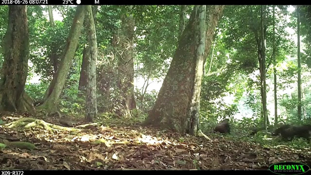 Group of Western Lowland Gorillas