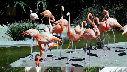 Curiosidades sobre los flamencos