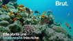 Le récif corallien du golfe d'Aqaba, un récif qui résiste au réchauffement climatique