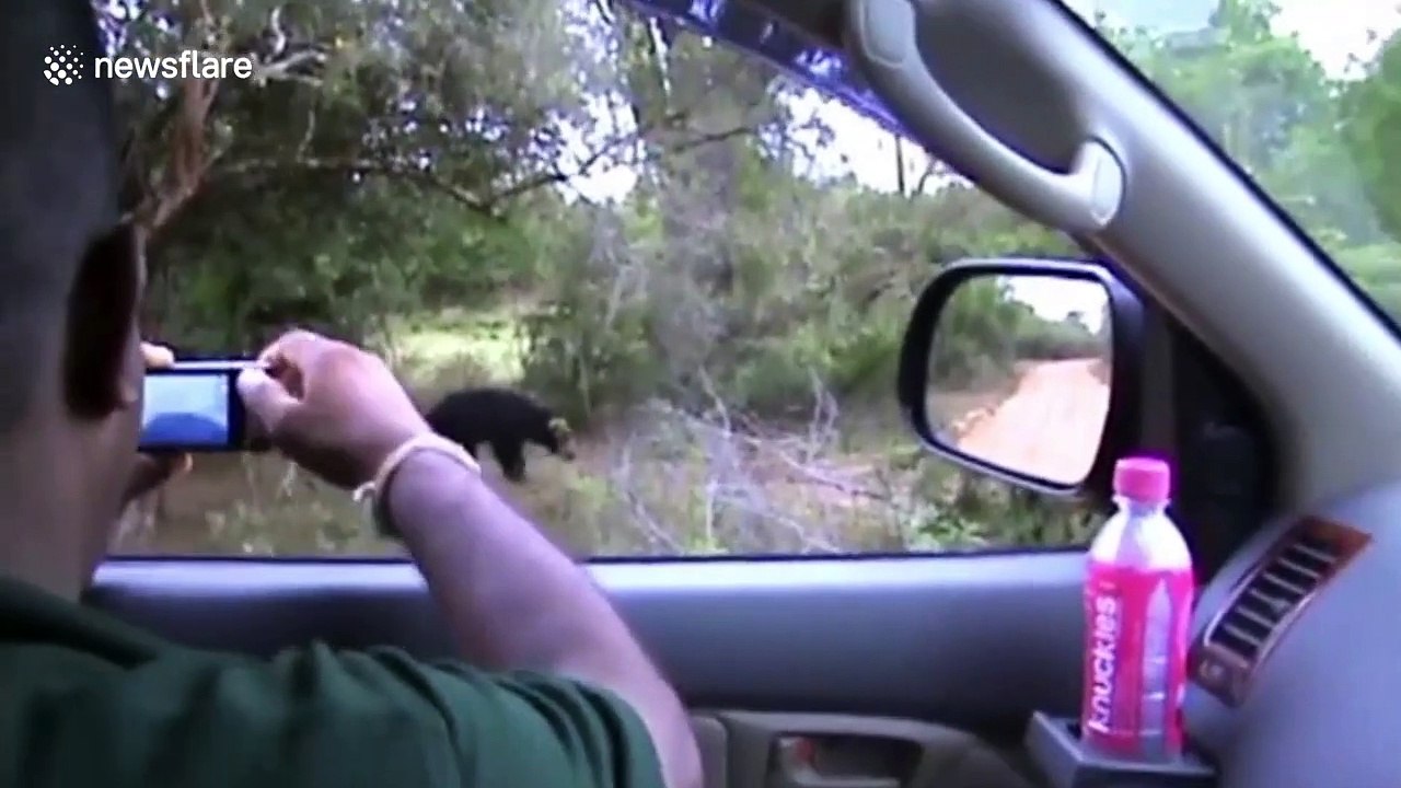 Playful sloth bear intercepts safari jeep and starts chews on wing mirror in Sri Lanka