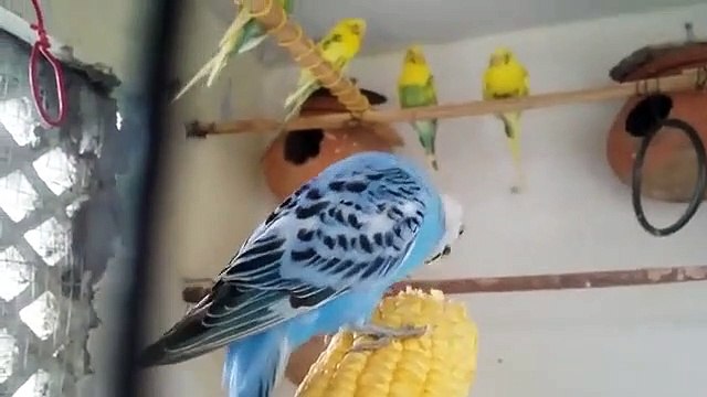 Parrot Healthy Food|| Budgerigar natural food || Small Parrots Like Birds