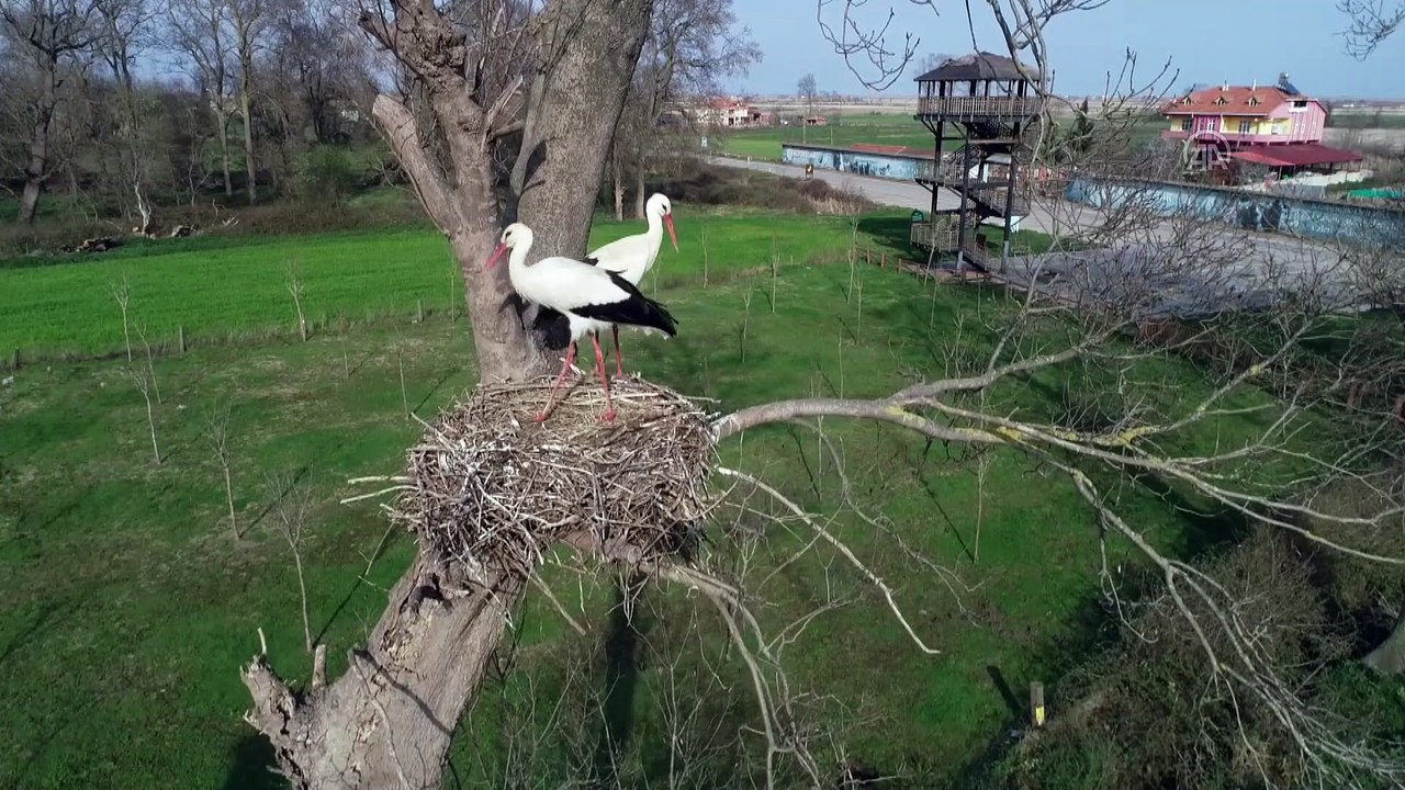 Kızılırmak Deltası'ndaki 'Leylek TOKİ' dolmaya başladı - SAMSUN