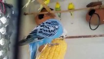 Small Parrots like Birds Compilation Video | Nature is Amazing