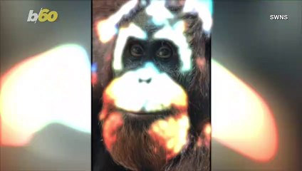 This Orangutan Decided To Have a Chilly Outdoor Vacation in Colorado