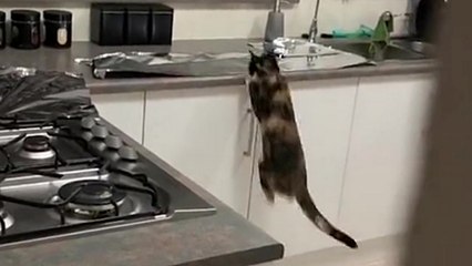 Une astuce pour faire fuir les chats