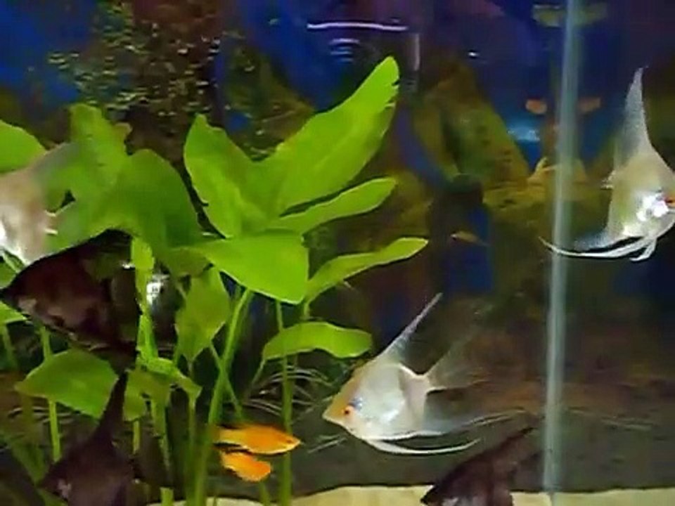 Angel Fish Aquarium