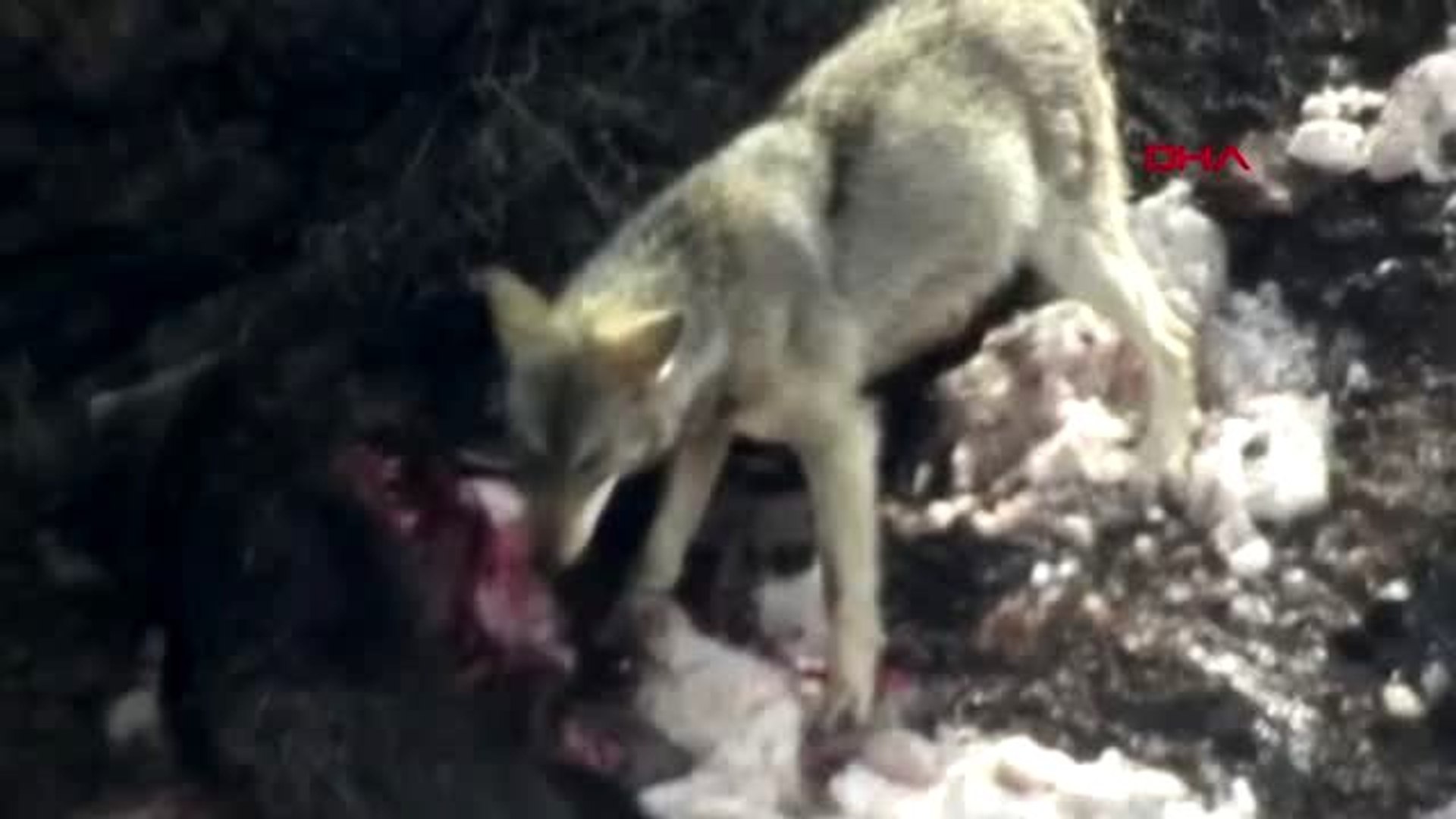 Yaban kurtları beslenirken görüntülendi