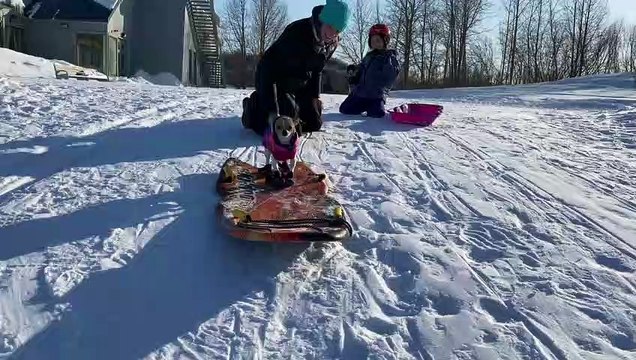 Chihuahua Surfs Through the Snow on Boogie Board
