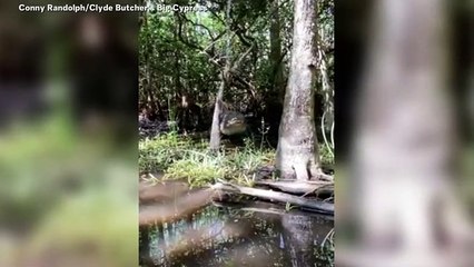 A Close Encounter With Snaggletooth, An American Alligator