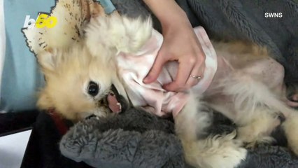 See Adorable Dog Who Beat Cancer but Lost Her Nose