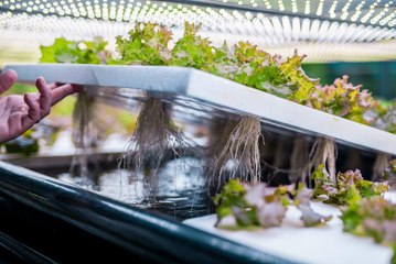 Should Hydroponic Produce Be Certified Organic? A New Lawsuit Asks the USDA to Reconsider