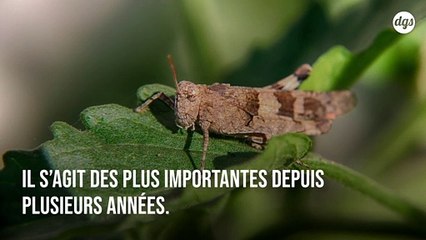 Des milliards de criquets dévorent la nourriture de millions d'individus en Asie et Afrique de l'est