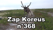 Zap Koreus n°368