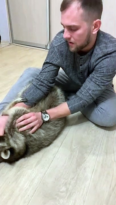 Playtime with Pet Raccoon