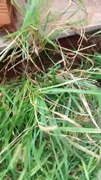 Mother Spider Protects Her Egg under a Deck