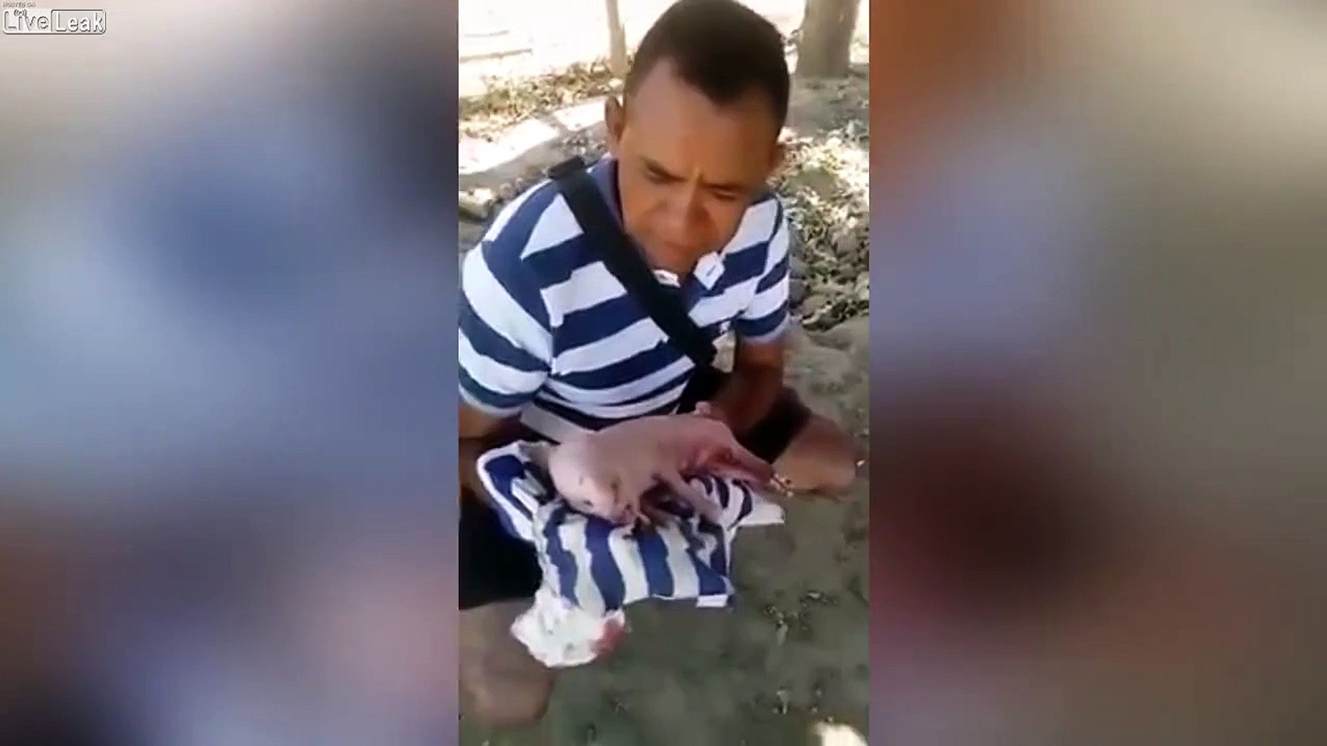 Mutant Ce Cochon A Une Tete D Humain Video Dailymotion
