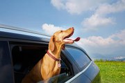 How To Help a Dog With Motion Sickness on Long Road Trips