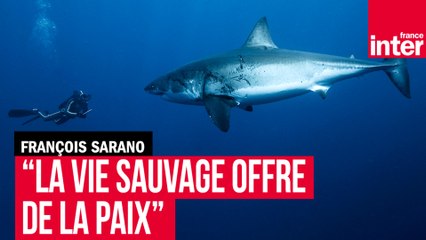 François Sarano : "La vie sauvage offre de la paix"