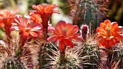   6 PLANTAS que Traen MALA SUERTE y NO LO SABES ❀✿⚘