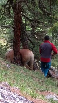 Il découvre un cheval coincé entre 2 arbres