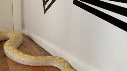 Ce python a des petits problèmes intestinaux