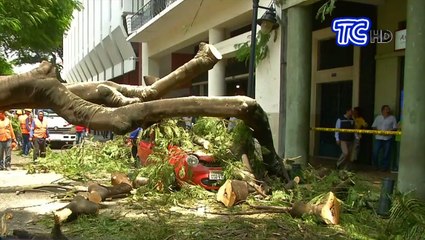 Árbol cae sobre un vehículo en el centro de Guayaquil