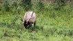 Bull Elk Rolling Around in the Grass